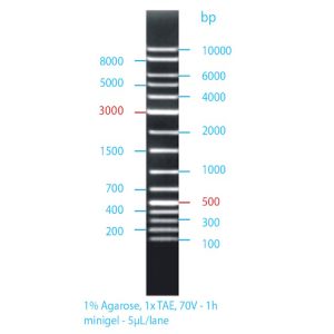 GRS Universal Ladder